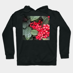 Red Christmas Berries of Harmony and Generosity Hoodie